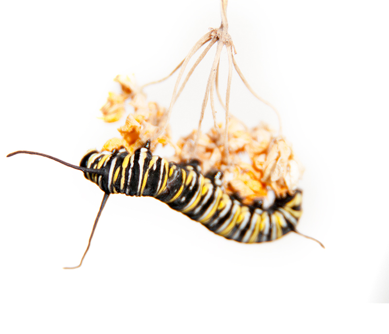 caterpillar